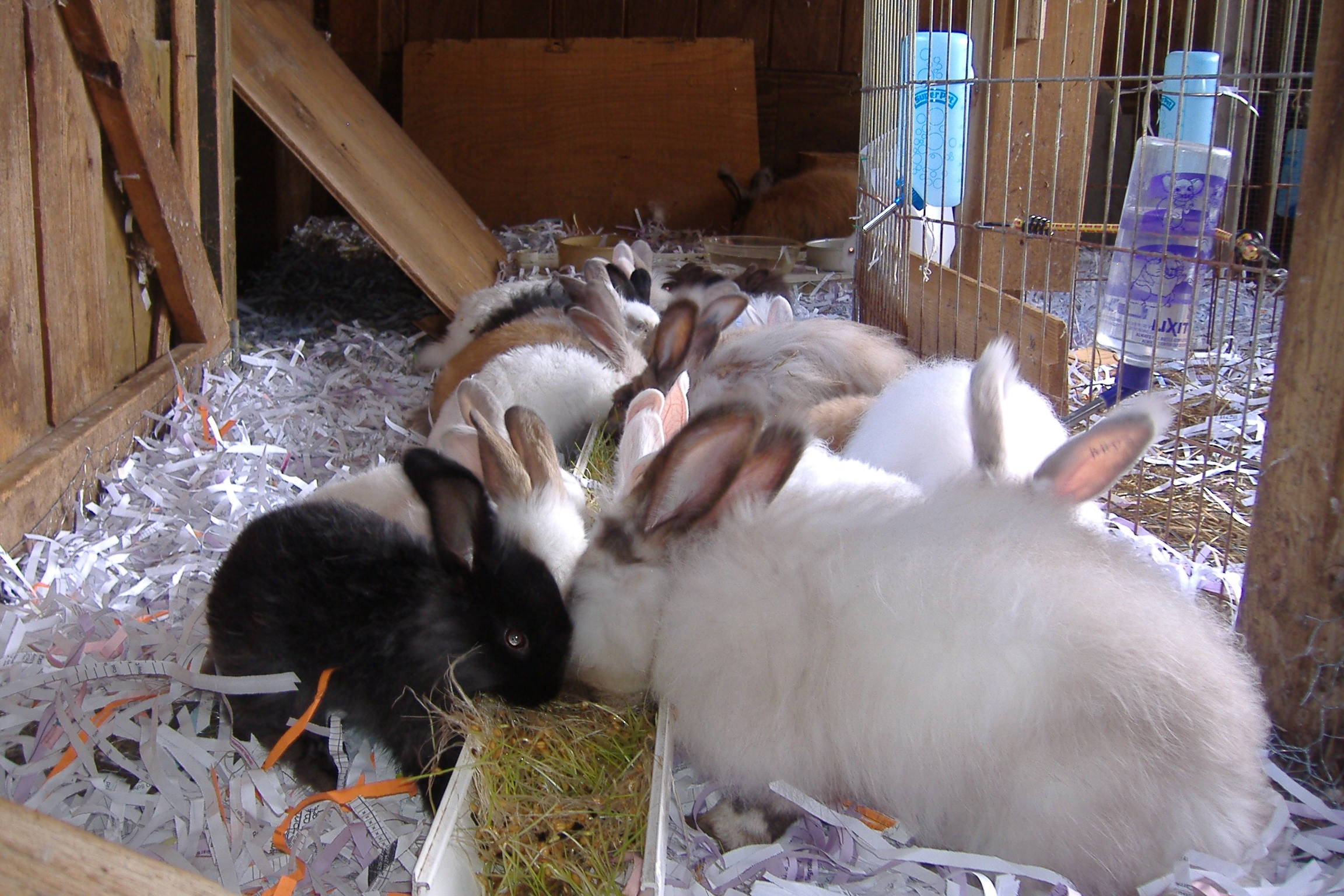german giant angora hybrid rabbits starlight hill farm